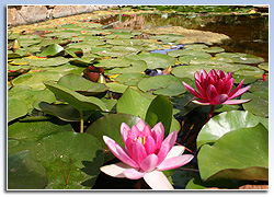 Jardí botànic Marimurtra